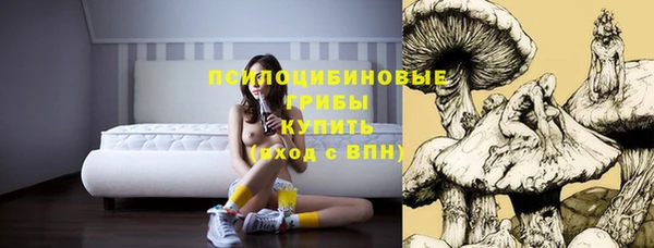 прущие грибы Бородино